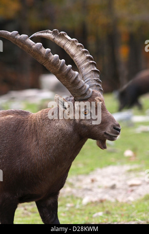 Männlichen Steinböcke (Capra Ibex) im Herbst. Stockfoto