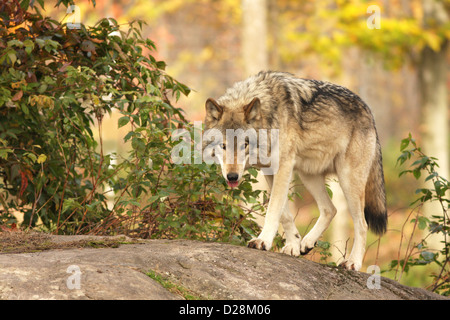 Timber Wolf (Canis Lupus) im Wald spazieren Stockfoto