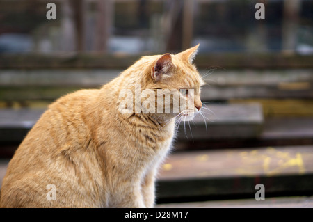 Wunderschöne golden Tabby Katze im räuberischen Modus an den Gloucester Docks an einem bewölkten Wintertag. Sein Gesicht ist scharf während Stockfoto