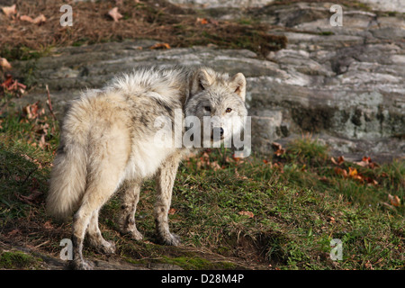 Nahaufnahme der arktischen Wolf (Canis Lupus Arctos) im Herbst Stockfoto