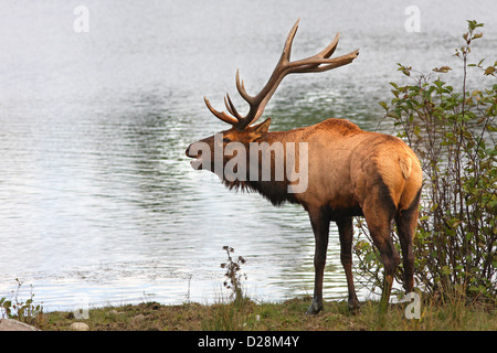 Elch, Wapiti Stier (Cervus Canadensis) im Herbst Stockfoto