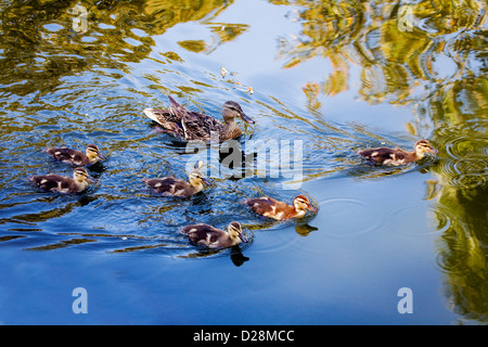 Eine Stockente und ihre sechs Enten in einem Teich schwimmen. Stockfoto