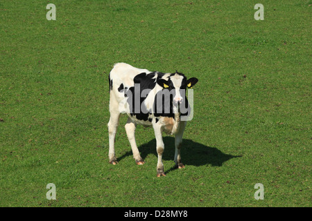 Kuh in einem Feld, Hokkaido Stockfoto