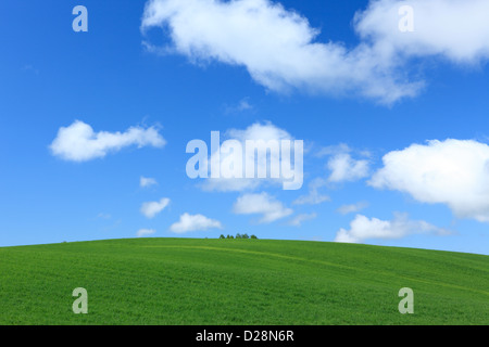 Grünland und blauer Himmel mit Wolken, Hokkaido Stockfoto