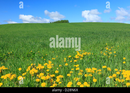 Grünland und blauer Himmel mit Wolken, Hokkaido Stockfoto