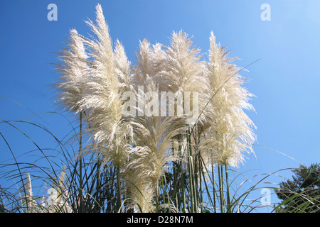 Pampasgras Stockfoto