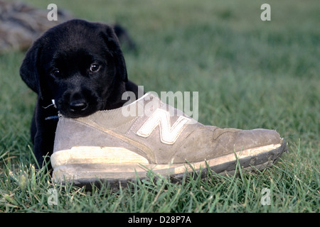 Schwarzer Labrador Retriever Welpen spielen mit einem laufschuh Stockfoto