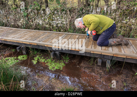 Rambler Fußweg ehrenamtlich arbeiten, Aufbau einer Promenade über sumpfiges Moor in Cors Bodeilio Naturschutzgebiet auf Anglesey Wales UK Stockfoto