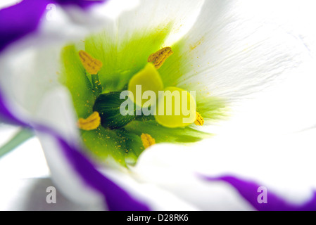 Blume in voller Blüte. Flachen DOF, Fokus auf die Mitte der Blume. Stockfoto