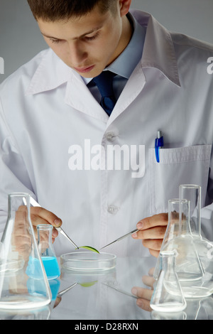 Männliche Wissenschaftler einer biologischen Probe in einer Petrischale Stockfoto