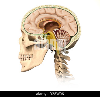 Sehr detaillierte und wissenschaftlich korrekte menschliche Schädel Cutaway, mit allen Gehirn Details, Seitenansicht, auf weißem Hintergrund. Stockfoto