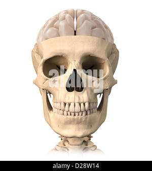 Sehr ausführlich und wissenschaftlich korrekt, menschlicher Schädel Cutaway, mit einem halben Gehirn auf Top, Vorderansicht dargestellt. Anatomie-Bild. Stockfoto