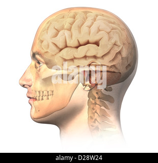 Menschlichen Männerkopf mit Schädel und Gehirn in Ghost-Effekt, Seitenansicht. Anatomie-Image, auf weißem Hintergrund mit Beschneidungspfad. Stockfoto