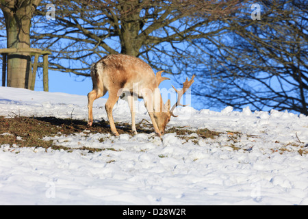 Damhirsch Hirsch Kratzen im Schnee um Nahrung auf dem gefrorenen Boden im Winter, Derbyshire, England, Vereinigtes Königreich, Großbritannien zu finden. Stockfoto