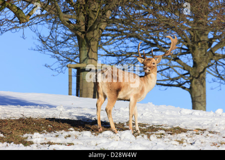 Damhirsch Hirsch stehend auf Schnee im Winter in Derbyshire, England, UK, Großbritannien. Stockfoto