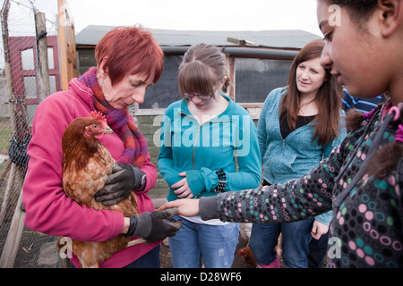 Blick auf geretteten Batterie-Hühner auf einer Zuteilung. Stockfoto