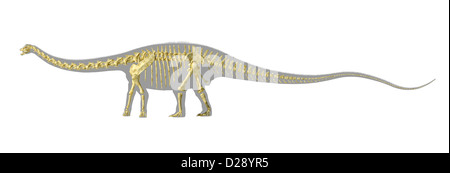 Diplodocus Dinosaurier Silhouette, mit vollen fotorealistische Skelett. Auf weißem Hintergrund mit Beschneidungspfad. Stockfoto