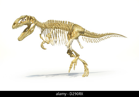 Giganotosaurus Dinosaurus realistische Skelett, wissenschaftlich korrekt. Perspektivische Ansicht, auf weißem Hintergrund mit Beschneidungspfad. Stockfoto