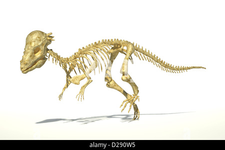 Pachycephalosaurus Dinosaurier, volle fotorealistische Skelett, wissenschaftlich korrekt. Perspektivische Ansicht. Auf weißem Hintergrund. Stockfoto