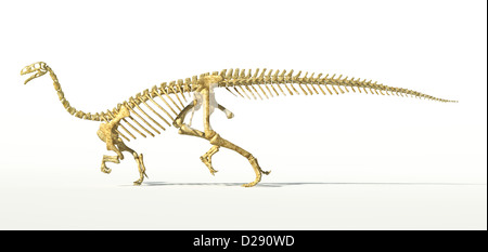 Plateosaurus Dinosaurier, volle fotorealistische Skelett, wissenschaftlich korrekt. Seitliche Sicht auf weißem Hintergrund. Mit Schlagschatten. Stockfoto