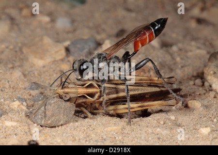 Weibliche Digger Wespe (Prionyx Kirbii) mit gelähmten Heuschrecke Beute. Stockfoto