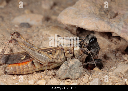 Weibliche Digger Wasp (Prionyx Kirbii) ziehen gelähmt Heuschrecke Beute in ihre Verschachtelung Fuchsbau. Stockfoto