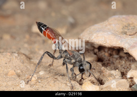 Weibliche Digger Wespe (Prionyx Kirbii) einen kleinen Stein Verschachtelung Fuchsbau einfüllen. Chaîne des Alpilles, Provence, Frankreich. Stockfoto