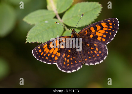 Falsche Heide Fritillary Butterfly (Melitaea Diamina) Männchen thront mit geöffneten Flügeln. Ariege Pyrenäen, Frankreich. Juni. Stockfoto