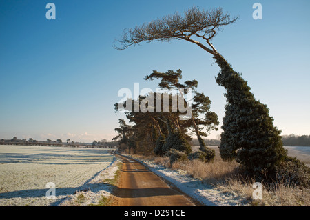 Von Bäumen gesäumten Straße Suffolk England Stockfoto