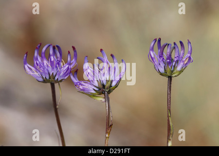 Unter der Leitung von Globus Rapunzeln (Phyteuma Hemisphaericum) Blüte. Pyrénées-Orientales, Frankreich. Stockfoto