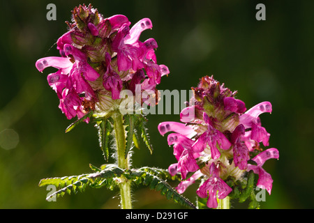 Verticillate Läusekräuter (Pedicularis Verticillata) Blüte. Pyrénées-Orientales, Frankreich. Stockfoto