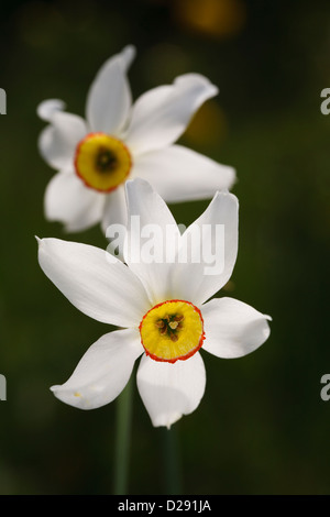 Des Dichters oder Fasanen Auge Narzisse (Narcissus Poeticus) Blume. France.June Porté-Puymorens, Pyrénées-Orientales. Stockfoto