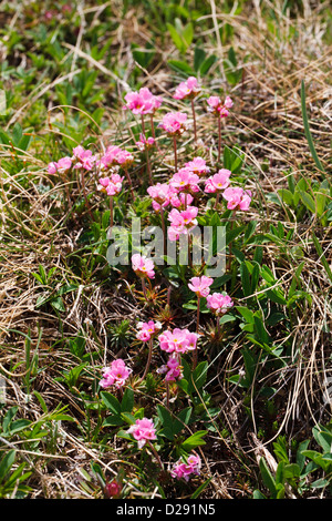 Rosa Rock-Jasmine (Androsace Carnea) Blüte, in Bergen auf 2400m, Pyrenäen, Port Envalira, Andorra. Juni. Stockfoto