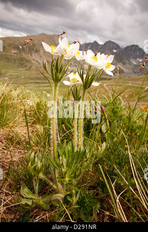 Narcissus blühenden Anemonen (Anemone Narcissiflora) Blüte in einer Almwiese in den Pyrenäen. Hafen Envalira, Andorra. Stockfoto