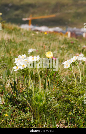 Narcissus blühenden Anemonen und gelbe Alpen-Kuhschelle Blüte in einer Almwiese. Andorra. Stockfoto