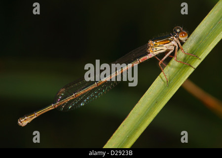 Erwachsenes Weibchen Weide Emerald Damselfly ([Chalcolestes] Lestes Viridis) thront auf einem Blatt. Stockfoto
