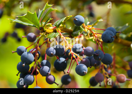 Berberis Darwinii mit reifen Beeren in einem Garten. Powys, Wales. Juli. Stockfoto