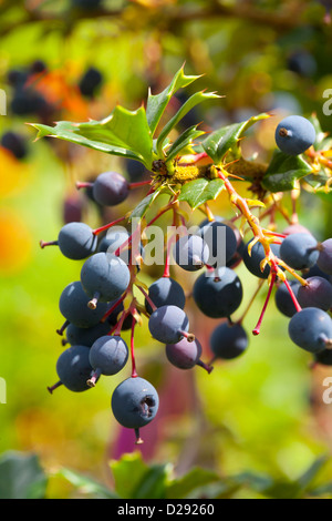 Berberis Darwinii mit reifen Beeren in einem Garten. Powys, Wales. Juli. Stockfoto