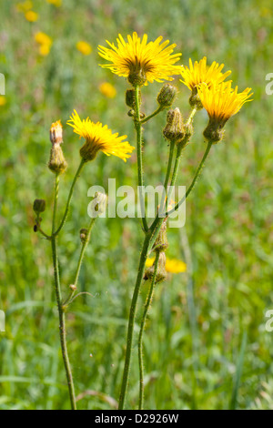 Blumen der mehrjährige Sowthistle (Sonchus Arvensis). Powys, Wales. Juli. Stockfoto