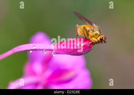 Gelbe Dung fliegen (Scathophaga Stercoraria) auf ein Rosebay Willow-Kräuter-Flowerbud. Powys, Wales. Juli. Stockfoto