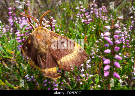 Männliche Eiche Eggar Motte (Lasiocampa Quercus) ruht auf Heather. Powys, Wales. August. Stockfoto