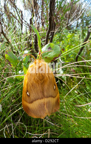 Weiblichen Eiche Eggar Falter (Lasiocampa Quercus) ruht auf Heidelbeeren. Powys, Wales. August. Stockfoto