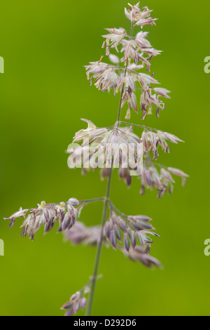 Blütenstand von Yorkshire Nebel Grass (Holcus Lanatus). Powys, Wales. August. Stockfoto