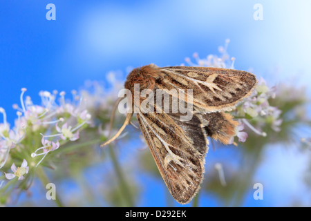 Geweih Moth (Cerapteryx Graminis) Erwachsenen Insekt Fütterung auf eine wilde Angelika Blume. Powys, Wales. August. Stockfoto