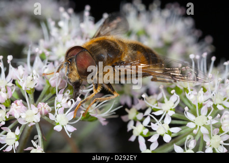 Hoverfly Eristalis Pertinax Fütterung auf Wild Angelica Blumen. Powys, Wales. August. Stockfoto