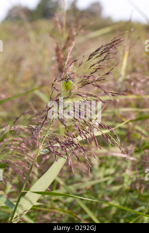 Gemeinsamen Schilf (Phragmites Australis) Nahaufnahme Flowerhead. Cambridgeshire, England. September. Stockfoto