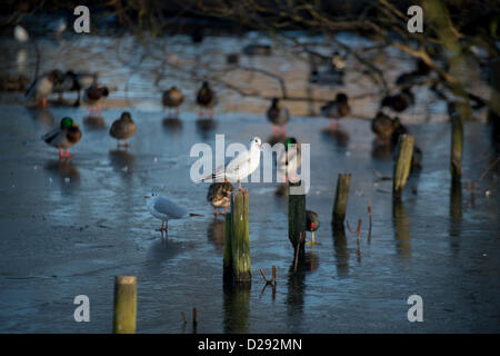 Eine Möwe sitzt auf einen Beitrag im Sonnenlicht über einen gefrorenen See, während andere Vögel und Enten auf dem Eis im Hintergrund stehen. Stockfoto