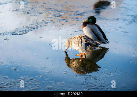 Billericay, Essex, England. 17. Januar 2013. Mit Nachttemperaturen von-7C hat der See zugefroren. Ein paar Enten, ein Männchen und ein Weibchen, setzen Sie sich auf das gefrorene Wasser als das Weibchen nimmt einen Drink von einigen Schmelzwasser auf der Oberfläche. Bildnachweis: Allsorts Stock Foto / Alamy Live News Stockfoto