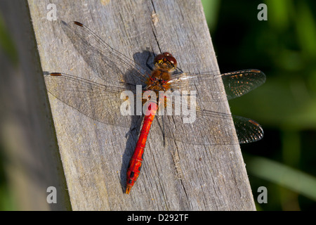 Männliche Ruddy Darter Libelle (Sympetrum Sanguineum) sonnen sich auf einen Zaunpfahl. Woodwalton Fen NNR. Cambridgeshire, England. Stockfoto