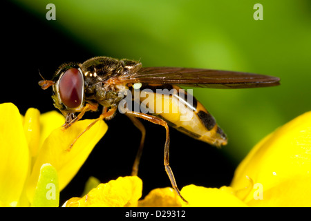 Hoverfly Melanostoma Mellinum Weibchen auf eine Blume in einem Garten. Powys, Wales. September. Stockfoto